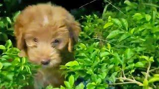 A Motherless Homeless Puppy Starving in the Grass Found a Better Life After Meeting Me