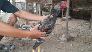 ayam bangkok mangon istimewa di kandang mas awan di bantul yogyakarta 