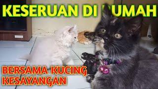 Main bersama kucing kesayangan