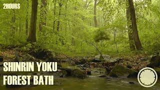 Shinrin Yoku relaxing forest sounds