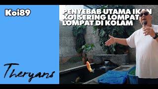 Penyebab Utama Ikan Koi Sering Lompat Lompat Di Kolam