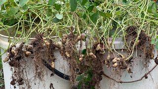 How To Grow Peanut in Pot-Peanuts Grown in Container from Planting to Harvest