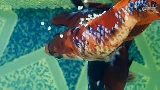 Betta Fish Mating and Laying Eggs Full HD