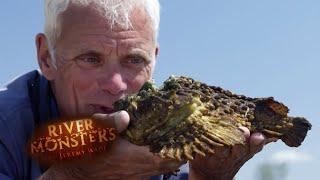 The Venomous Stone Fish  STONE FISH  River Monsters