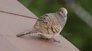 Listen to the Call of the Zebra Dove