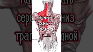 Каким упражнением можно накачать середину и низ трапеций
