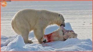What Happen in Nature Cold Blooded Animals Eat Their Baby - Animal Documentary  Wildlife Secrets