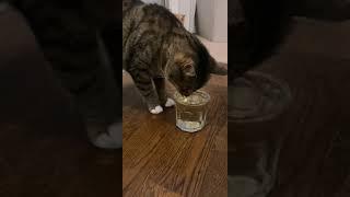 Cat Looks Dazed and Confused After Drinking Catnip Tea