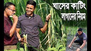 890- কুমিল্লায় অমিতের গরুর খামার ও ঘাস চাষ- র.ই মানিক চিত্রপুরী।  R.I.Manik.Chitrapuri Krishichitra