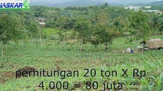 Kebun Jagung 3 Hektar Target 40 Ton Part 1