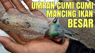 CARA PASANG UMPAN CUMI CUMI UNTUK MANCING IKAN BESAR DARI PINGGIRAN