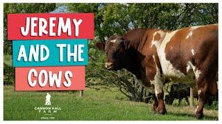 Our Shorthorn Herd - Cannon Hall Farm