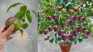 Great Technique For Grafting Milk Fruit To Milk Tree Many Fruits growing fest aloe vera and sprite