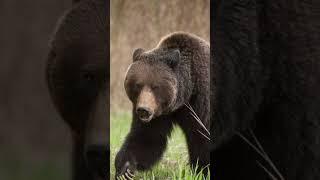 Animal Battle - American Black Bear vs Brown Bear.