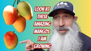 Mid-Season Mangos Are Here. My Yard of Fruit Trees update July 2024