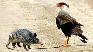 CaraCara ataca Armadillo y queda atrapado