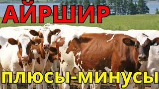 лучшая порода фермера Айрширская порода