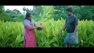 Sustainable Turmeric Farming - Erodes Indian Saffron