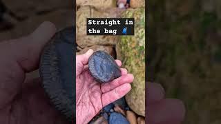 Ammonite Fossil sat waiting to depart from the beach  #fossilhunting #fossils #shorts #beach #sea