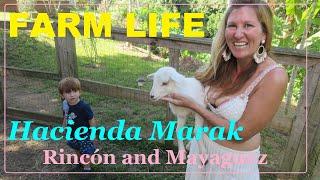 Rincon Farm Life and a Visit to Hacienda Marak in Mayaguez Puerto Rico