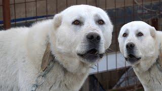 BU AKBAŞ ÇOBAN KÖPEKLERİ ESKİŞEHİRDE BİLE YOK  KÖY HAYATI VE HAYVANCILIK  ÇOBAN KANGAL KOYUN KUZU