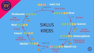 Bagaimanakah tahapan  Siklus Krebs atau Siklus Asam Sitrat?