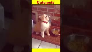 Cute pets dogs and cats #shorts #tiktok