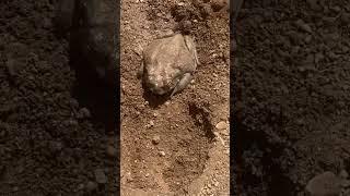 Sonoran Desert Toad Living Under Bathtub