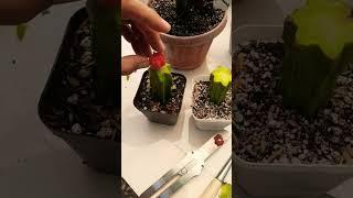 #Succulent #plant #succulents #plants #cactus #propagation #homegarden #care #tips