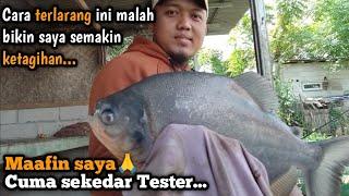 MALAH KETAGIHAN PAKAI CARA INI ⁉️Mancing Bawal Harian Serasa mancing kiloan..