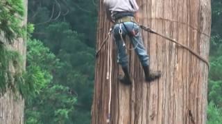 Cómo cortaron un árbol enorme en Japón