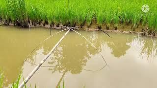 Nangkul  Nganco Ikan Nila Di Siring Sawah