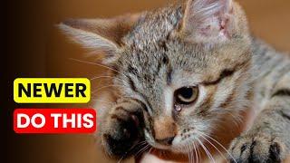 Common MISTAKES Cat OWNERS Make