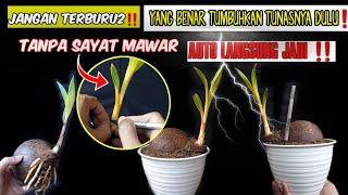 Cara Membuat Bonsai Kelapa tanpa SAYAT MAWAR‼️