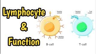 What Is Lymphocyte  Roles & Functions Of Lymphocyte 