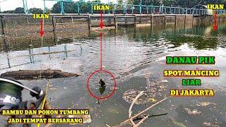 Spot mancing liar di jakarta tempat ikan mujair babon pada berkumpul bro