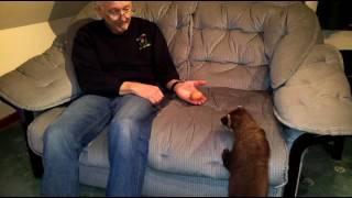 Pine marten lounge visitor