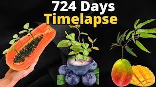 724 Days of FRUIT PLANT Time-Lapse in just 8 Mins - Watch Plants GROW