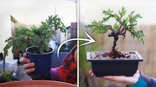 How to Bonsai For Beginners