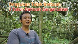 DURIAN BAWOR CEPAT BERBUAH TIDAK DISANGKA TIGA TAHUN BERBUAH SANGAT LEBAT