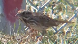 Song Sparrow