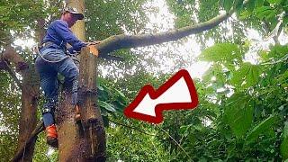 Nguy hiểm Cưa cây có nhiều vật cản  Dangerous Tree sawing has many obstacles  T731