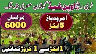 Free Range Golden Misri Hen Farming In Guava Garden 03000777486