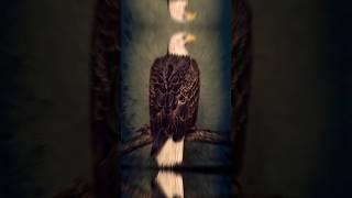 2023 Eagle  5500 bce old Eagle  animal old pic  #knowledge #fact #shortvideo #eagle