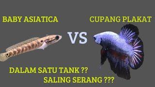 BABY CHANA ASIATICA VS BETTA FISH PLAKAT #EXPERIMENT