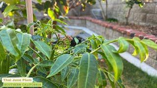 Thai June Plum budding - 2024 Season