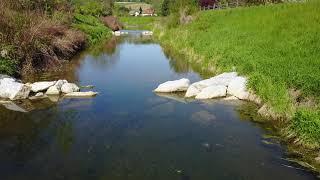 Hunderte Barben auf dem Weg zum Laichen im Fischereirevier Grosse Tulln I1