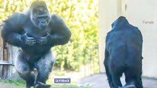 Silverback Gorilla Longs To Mate With a Female  The Shabani Group