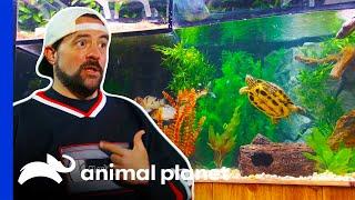 Kevin Smith Ecstatic About His Turtles Impressive New Home  Tanked