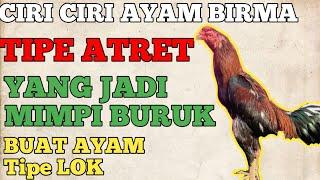 Wajib tau Ciri ciri Ayam birma Tipe Atret yang Jadi Mimpi Buruk Buat ayam tipe lok.